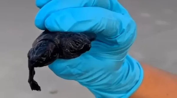 Tartaruga com duas cabeças