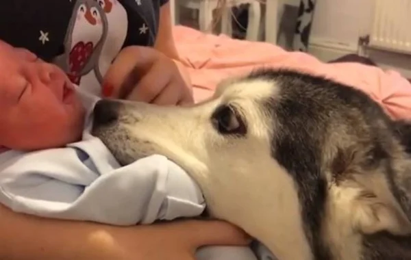 Husky conhece “irmão mais novo” e reação viraliza na web