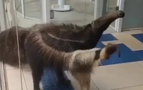 goias tamandua banco