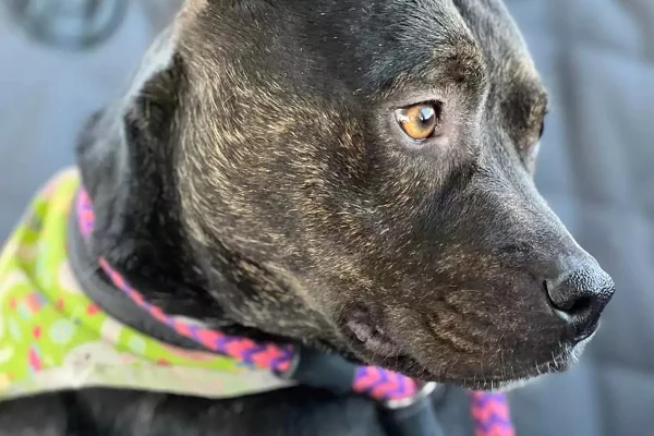Imagem colorida de um cachorro de pele escuro usando uma coleira colorida - Metrópoles