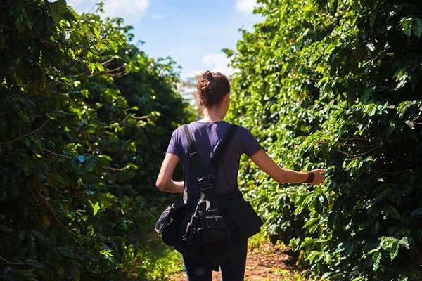 Experiências no cafezal movimentam turismo e reúnem fãs da bebida