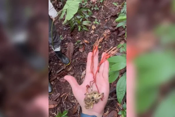 Imagem colorida mostra aranha infectada por fungo em floresta amazônica - Metrópoles