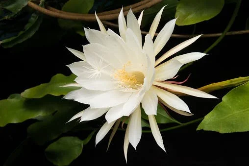 <b>Dama da noite (Cestrum nocturnum):</b> De diversos gêneros e espécies ela exala um aroma que contagia todo o ambiente. Todas as partes da planta são tóxicas. Poucas horas após o consumo da dama da noite, o pet pode ter náusea, vômito, boca seca, falta de coordenação motora, pupilas dilatadas e visão alterada, comportamento anormal, tremores e até convulsões (que podem durar dias) <b>Dama da noite (Cestrum nocturnum):</b> De diversos gêneros e espécies ela exala um aroma que contagia todo o ambiente. Todas as partes da planta são tóxicas. Poucas horas após o consumo da dama da noite, o pet pode ter náusea, vômito, boca seca, falta de coordenação motora, pupilas dilatadas e visão alterada, comportamento anormal, tremores e até convulsões (que podem durar dias)