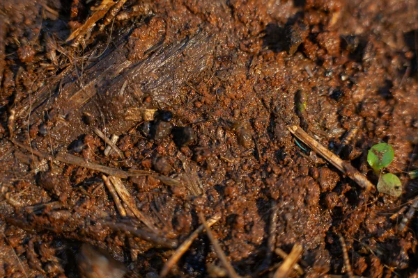 Imagem colorida mostra terra molhada - Metrópoles
