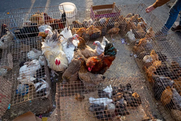 Foto colorida de galinhas e outras aves em gaiolas em exposição para venda - Nova vacina nasal mostra proteção promissora contra gripe aviária H5N1 - Metrópoles