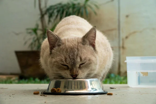 Foto colorida gato comendo