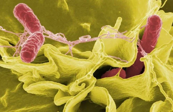 Após surto de salmonela, Senacon notifica fabricante do ovo Kinder