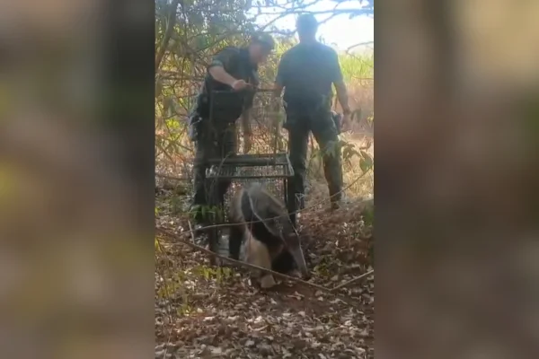 Imagem colorida de tamanduá-bandeira sendo devolvido à natureza. Metrópoles