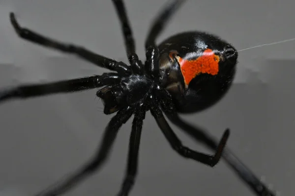 Imagem colorida da aranha viúva-negra cientistas - Metrópoles