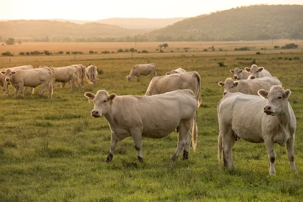 fazenda agricultura pasto