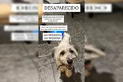 O cãozinho fugiu de casa em Ceilândia na noite da última quarta-feira (26/8) O cãozinho fugiu de casa em Ceilândia na noite da última quarta-feira (26/8)