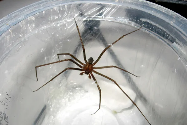 Foto de aranha-marrom em recipiente - Metrópoles