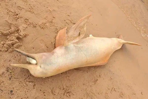 Banhistas encontram boto cor-de-rosa morto nas margens de praia