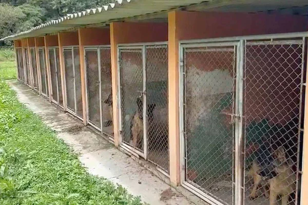 Imagem colorida de cães em gaiolas: maus-tratos