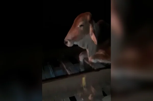 Vídeo mostra vaca presa nos trilhos do trem da Supervia, no Rio 2
