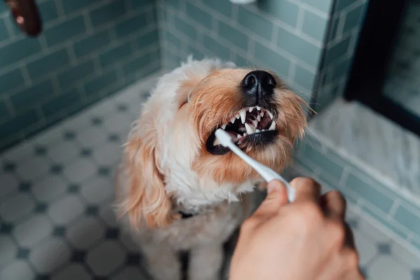 cachorro escovando os dentes