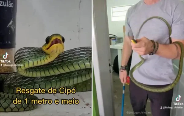 Vídeo: cobra tenta morder biólogo durante resgate em Santa Catarina