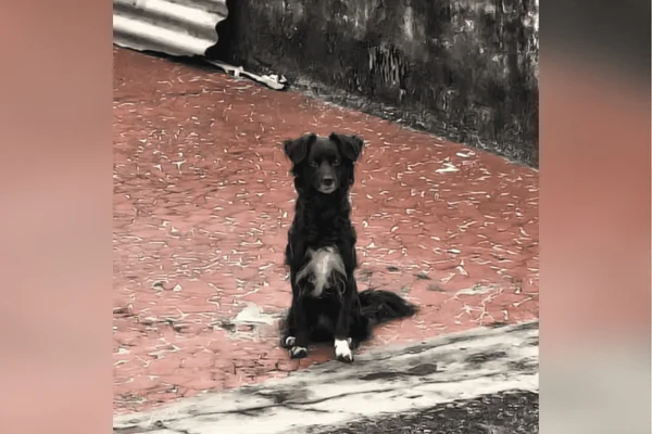Cadela é resgatada após ser abandonada sem água e comida pela dona - destaque galeria Cadela é resgatada após ser abandonada sem água e comida pela dona - destaque galeria