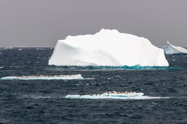antartica