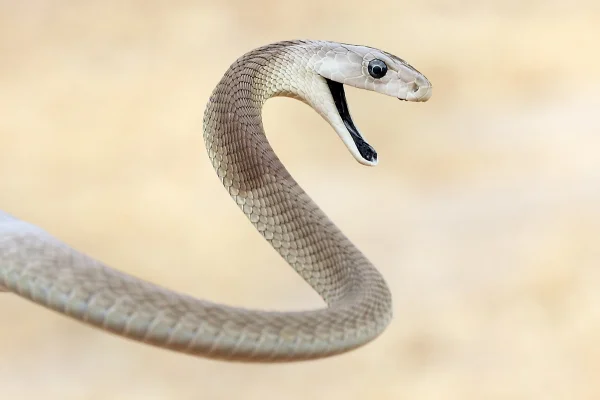 Imagem colorida mostra cobra mamba negra com a boca aberta - Metrópoles