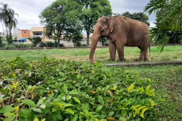 Maus-tratos: Elefante Sandro é transferido para santuário em Mato Grosso - destaque galeria