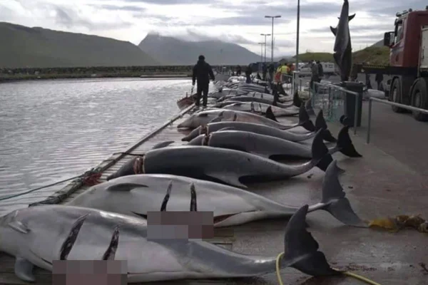 Imagens fortes: massacre de golfinhos volta a chocar nas Ilhas Faroé