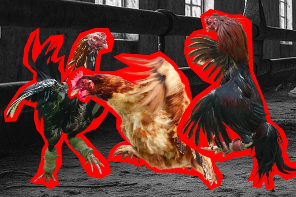 Montagem colorida de frangos
