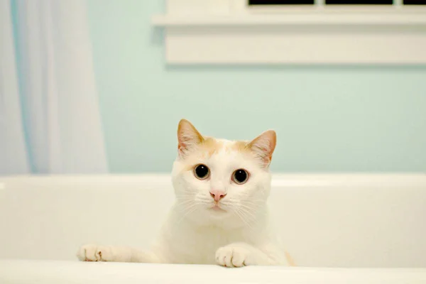 gato em banheira