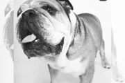 O cão Roscoe 