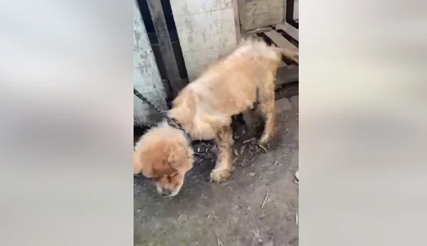 Imagem de cachorro vítima de maus-tratos