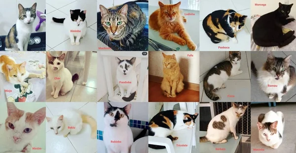 Colagem com os 19 gatos furtados em Alagoas - Metrópoles