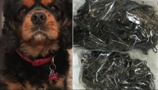 Cachorrinha é operada após engolir 300 elásticos de cabelo