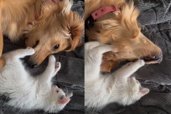 Montagem de duas imagens coloridas de gato e cadela deitados
