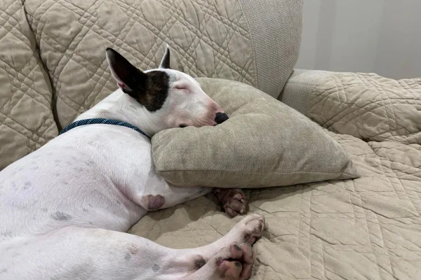 Imagem colorida de cachorro descansando