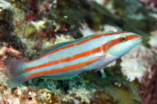 A Ilha de Ascensão possui diversas espécies endêmicas de peixes, ou seja, espécies de peixes que não podem ser encontradas em nenhum outro lugar do planeta. Uma espécie comum é o bodião-de-ascensão (Thalassoma ascensionis). Metrópoles