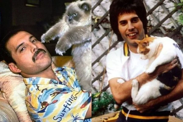 Amante de gatinhos: relembre os pets do cantor Freddie Mercury