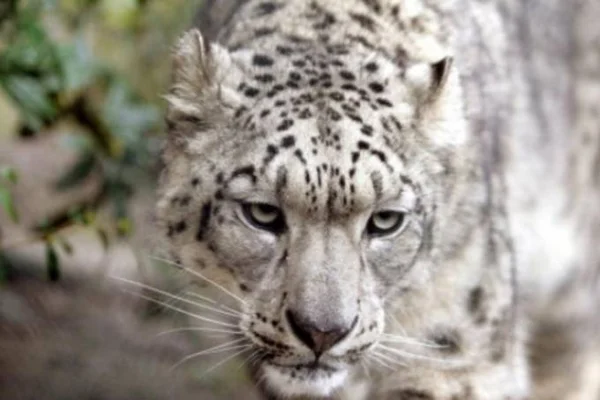 Leopardo