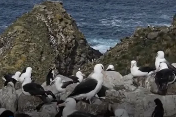 Mudanças climáticas podem estar aumentando "divórcios" de albatrozes