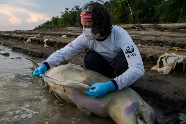 Durante a seca de 2023, encontrou-se centenas de botos mortos - Metrópoles