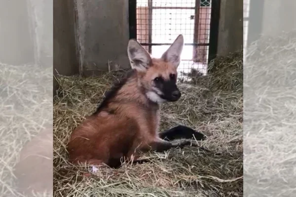 Polícia ambiental resgata filhote de lobo-guará ferido na DF-251
