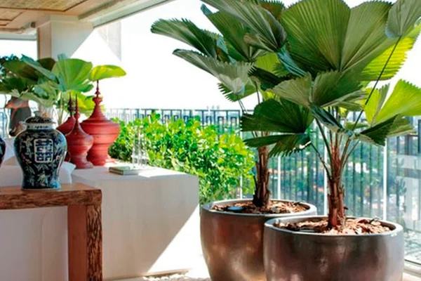 10 espécies de plantas para ter em casa e decorar qualquer ambiente