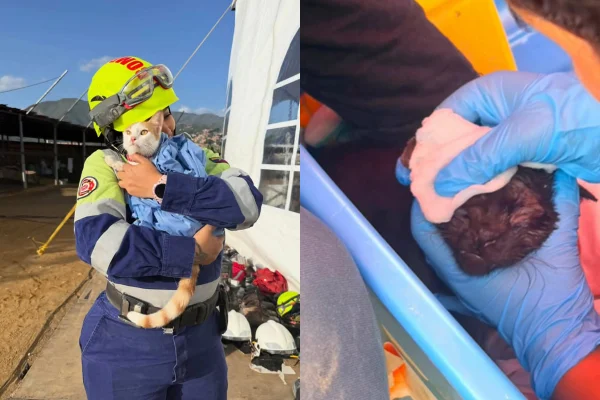 Gatos são resgatados com vida mais de 20 dias após terremotos