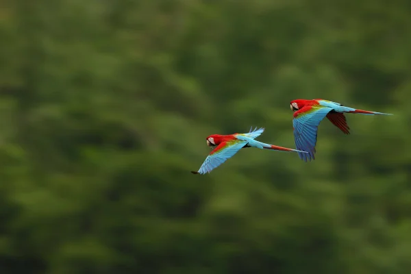 Foto de duas aves voando