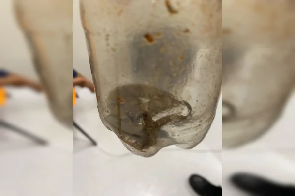 Imagem colorida de cobra filhote em garrafa