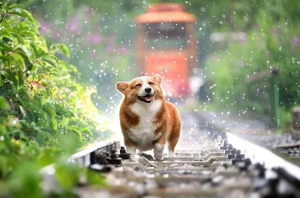 13 fatos sobre cachorros que você precisa saber