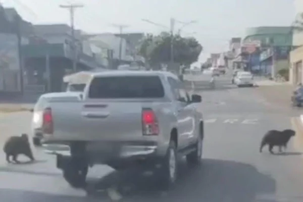 Imagem colorida de momento em que motorista em caminhonete quase atropela capivaras - Metrópoles