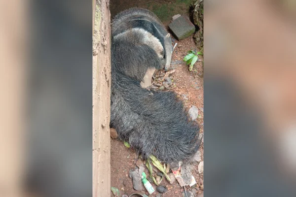 Tamanduá-bandeira ferido é resgatado dentro de casa no DF