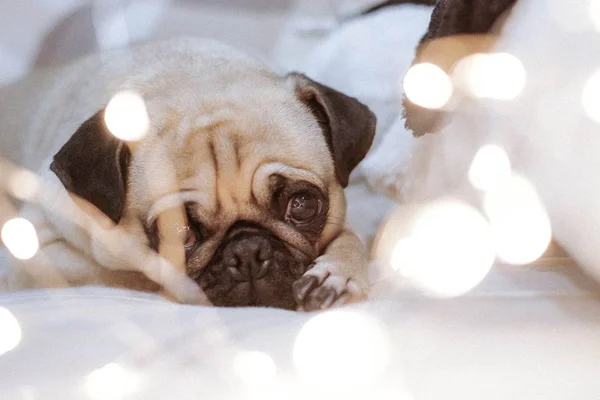 cachorro pug