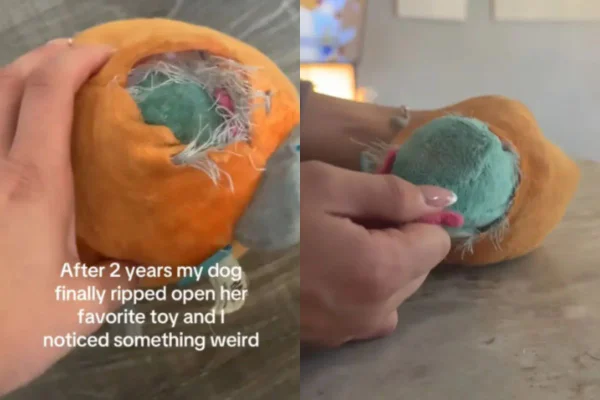 Foto colorida de brinquedo de pelúcia - Metrópoles