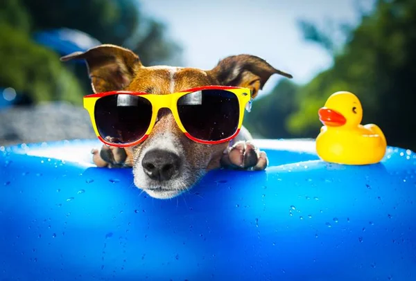 Confira cinco dicas para cuidar dos pets neste verão